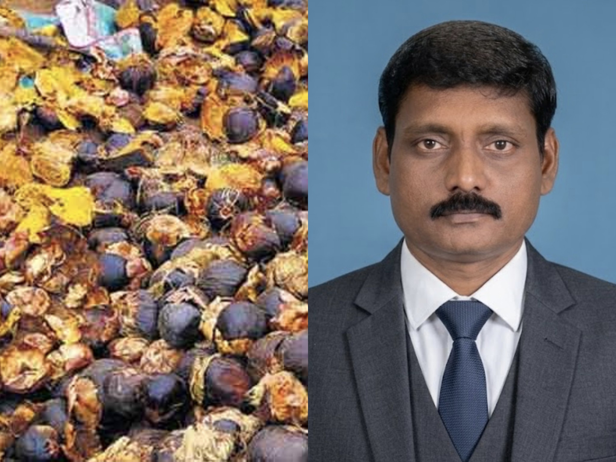 On September 20th, palm seeds will be planted under the leadership of Mr.N.S.Mohan Kumar of Rajapalayam, Virudhunagar district.